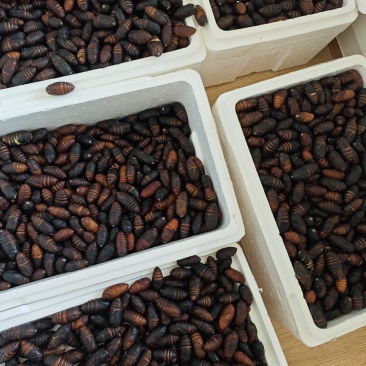 庄河蚕蛹