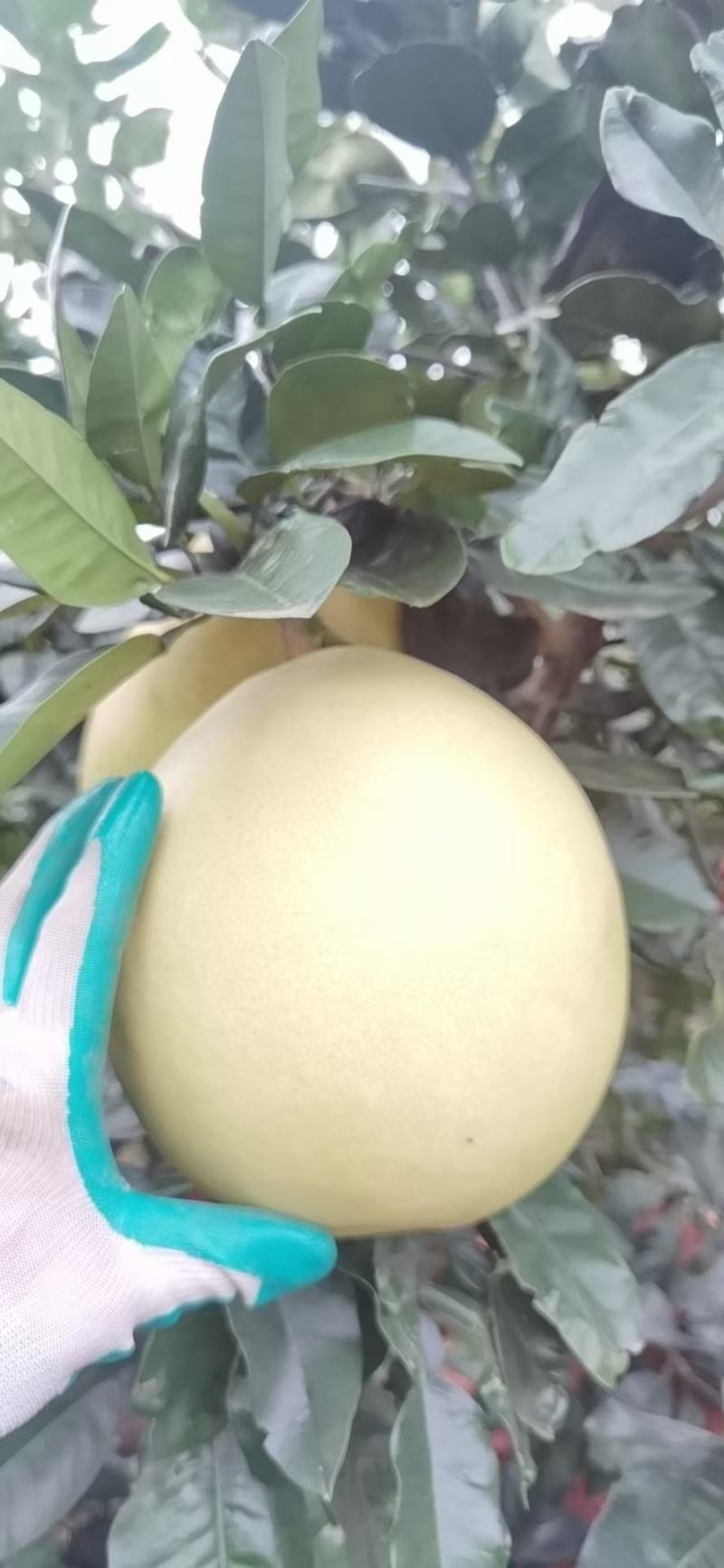 湖北泉水蜜柚产地发货一手货源批发品质保证价格优惠