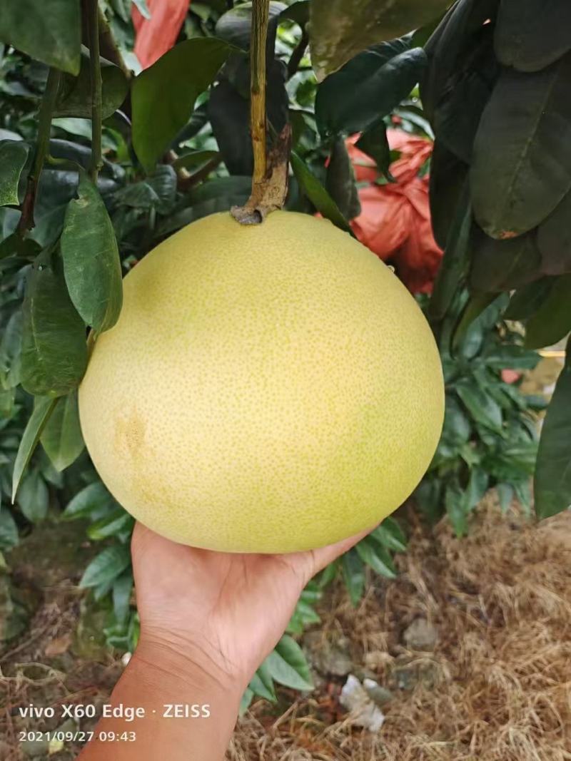 湖北泉水蜜柚产地发货一手货源批发品质保证价格优惠