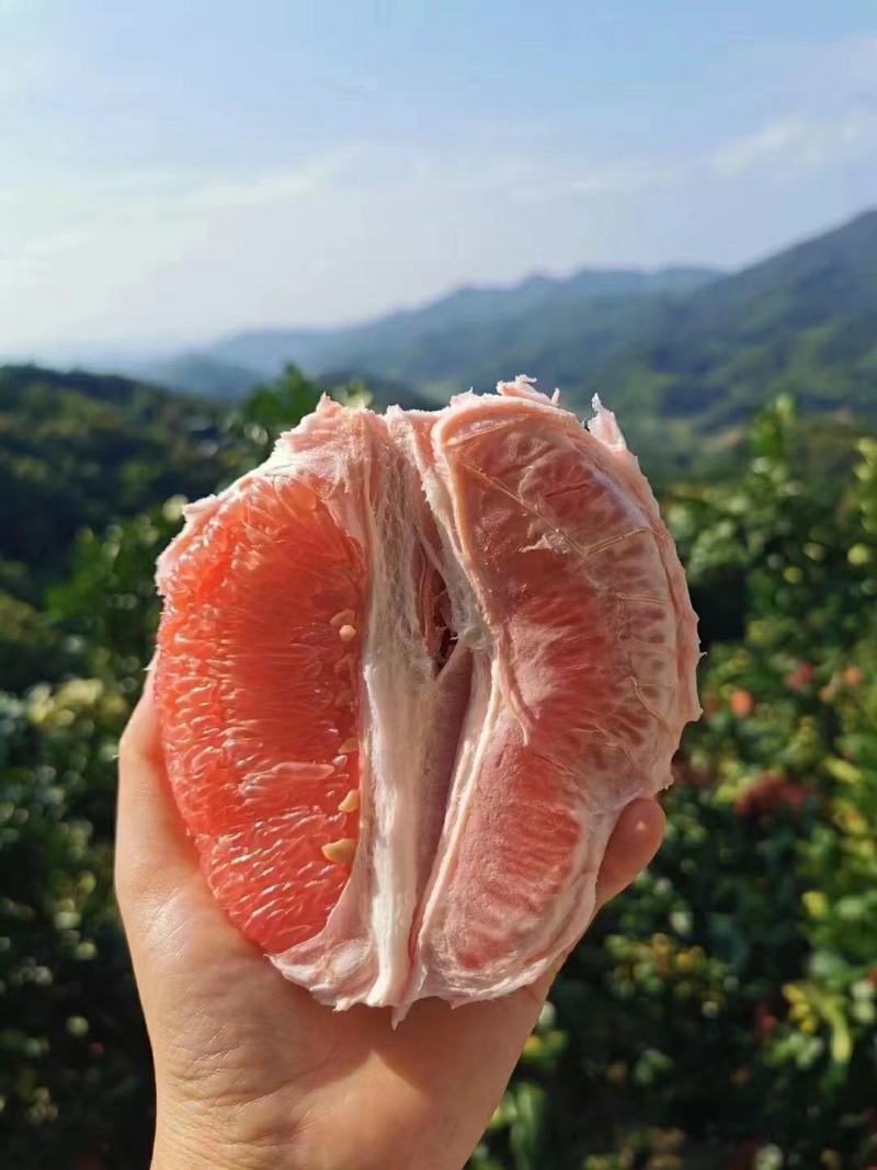 湖北泉水蜜柚产地发货一手货源批发品质保证价格优惠