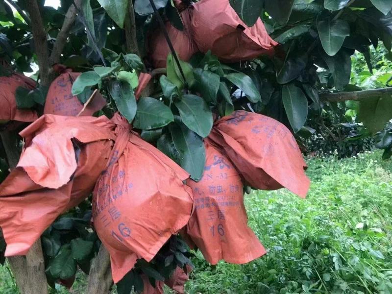 湖北泉水蜜柚产地发货一手货源批发品质保证价格优惠