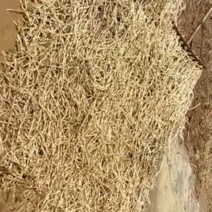 折耳根鱼腥草根产地一手货源欢迎来电咨询选购