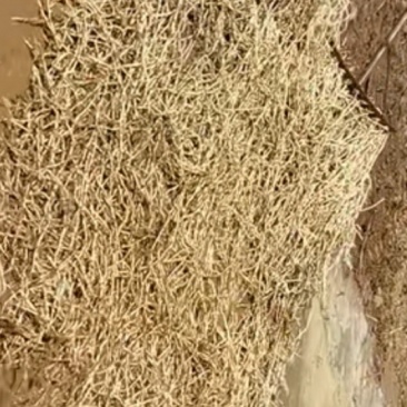 折耳根鱼腥草根产地一手货源欢迎来电咨询选购