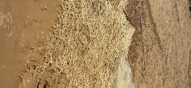 折耳根鱼腥草根产地一手货源欢迎来电咨询选购