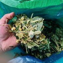出售玉米青储饲料玉米秸秆牛羊新鲜草料一手货源
