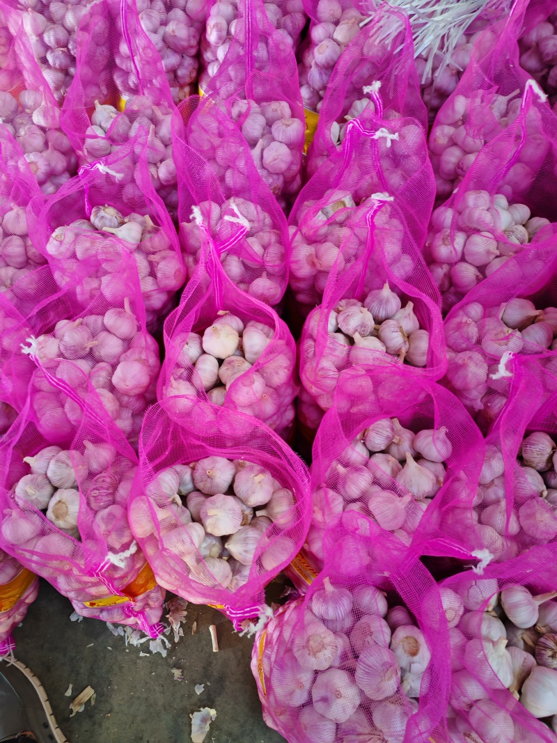 大蒜，金乡大蒜/普白蒜/白皮大蒜/供应出口/市场电商