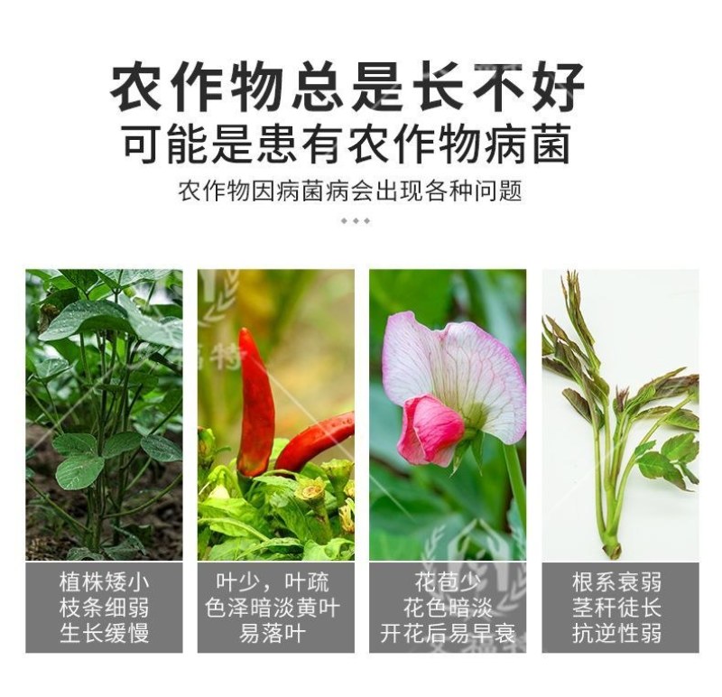 甲霜恶霉灵针对土传病害立枯病茎基腐病根腐病立枯病杀菌剂