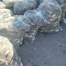 七里海本地精品河蟹批发量大的来