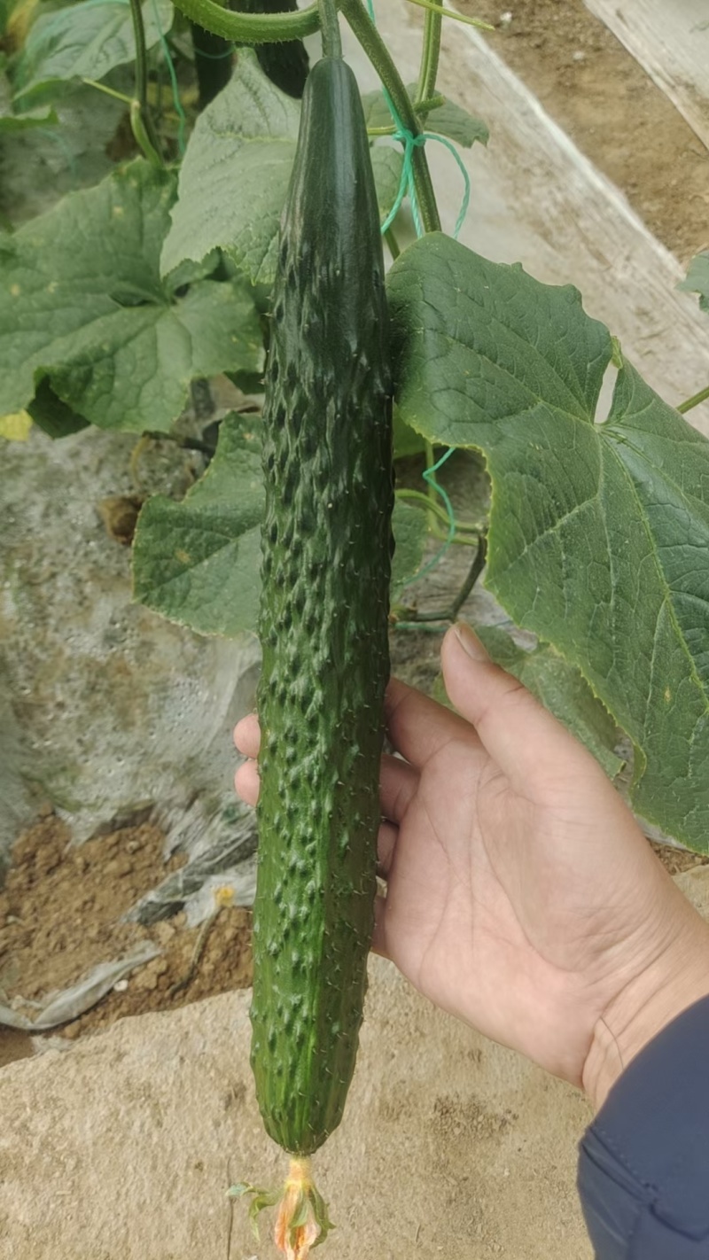 黄瓜苗，精品大黄瓜苗，产量高，抗病能力强。