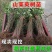 山茱萸树苗野生山萸肉枣皮苗河南药枣中药材种植种苗盆栽非嫁
