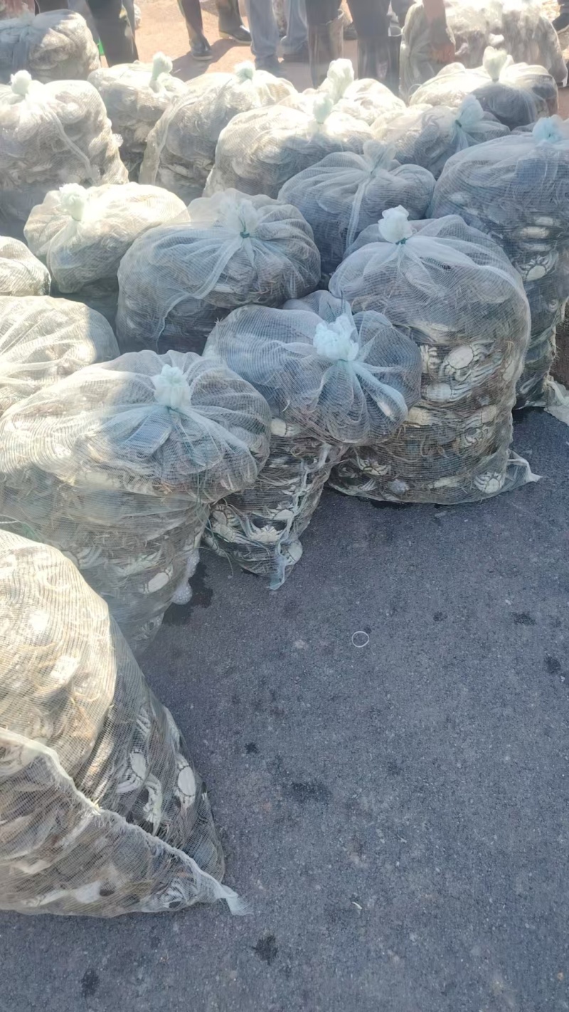七里海本地精品河蟹批发量大的来