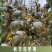 山茱萸树苗野生山萸肉枣皮苗河南药枣中药材种植种苗盆栽非嫁