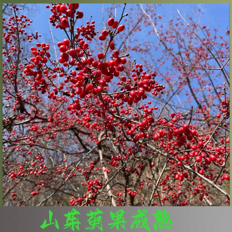 山茱萸树苗野生山萸肉枣皮苗河南药枣中药材种植种苗盆栽非嫁