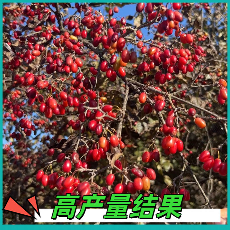 山茱萸树苗野生山萸肉枣皮苗河南药枣中药材种植种苗盆栽非嫁