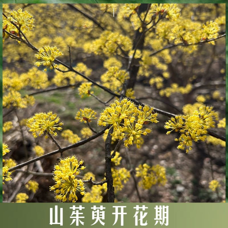 山茱萸树苗野生山萸肉枣皮苗河南药枣中药材种植种苗盆栽非嫁