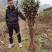 山茱萸树苗野生山萸肉枣皮苗河南药枣中药材种植种苗盆栽非嫁