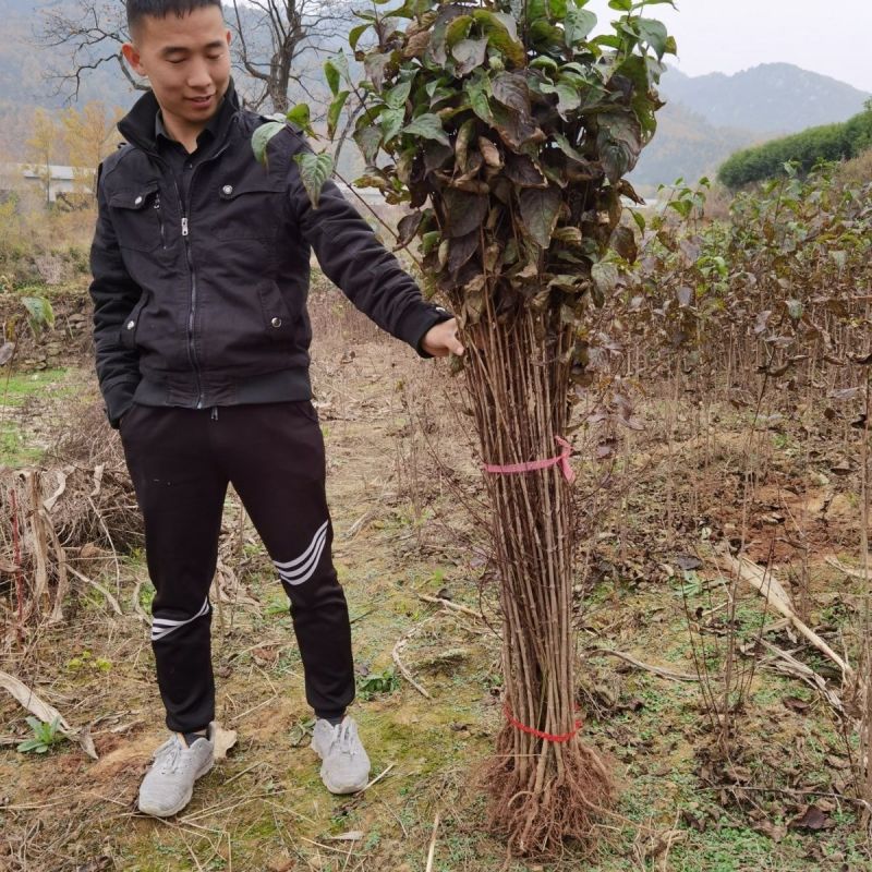 山茱萸树苗野生山萸肉枣皮苗河南药枣中药材种植种苗盆栽非嫁