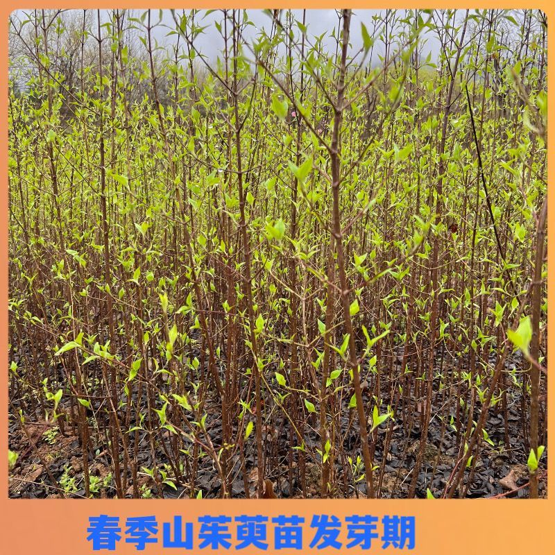 山茱萸树苗野生山萸肉枣皮苗河南药枣中药材种植种苗盆栽非嫁
