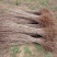山茱萸树苗野生山萸肉枣皮苗河南药枣中药材种植种苗盆栽非嫁