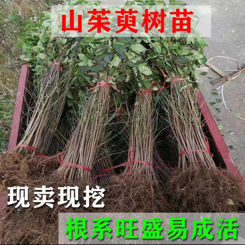 山茱萸树苗野生山萸肉枣皮苗河南药枣中药材种植种苗盆栽非嫁