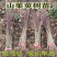 山茱萸树苗野生山萸肉枣皮苗河南药枣中药材种植种苗盆栽非嫁