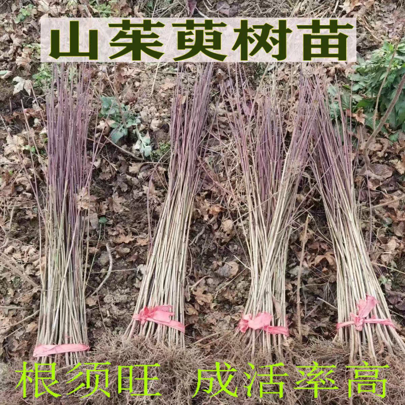 山茱萸树苗野生山萸肉枣皮苗河南药枣中药材种植种苗盆栽非嫁