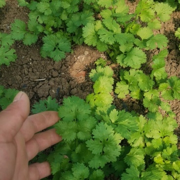 香菜