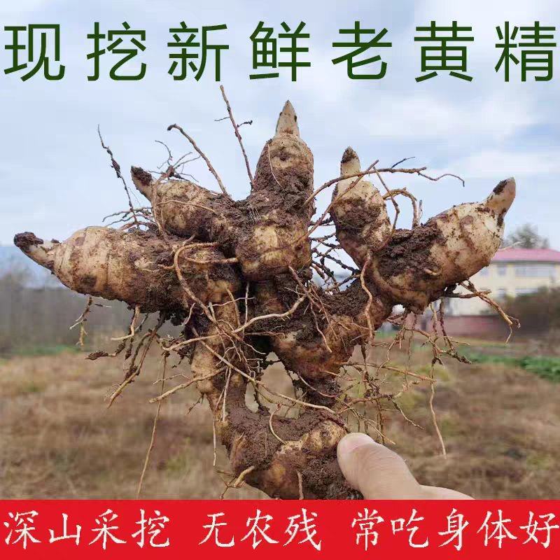 新鲜黄精现挖鸡头甜黄精老虎姜种植滋补药材黄金泡酒九蒸九晒