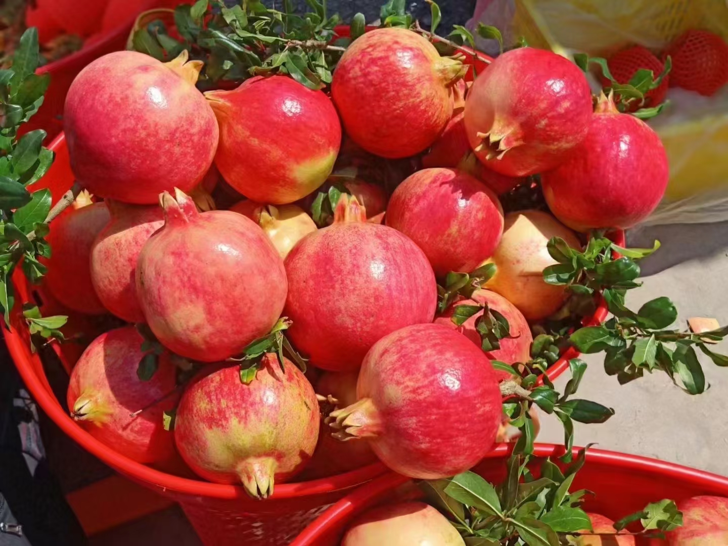 新疆叶城硬籽石榴挂果图