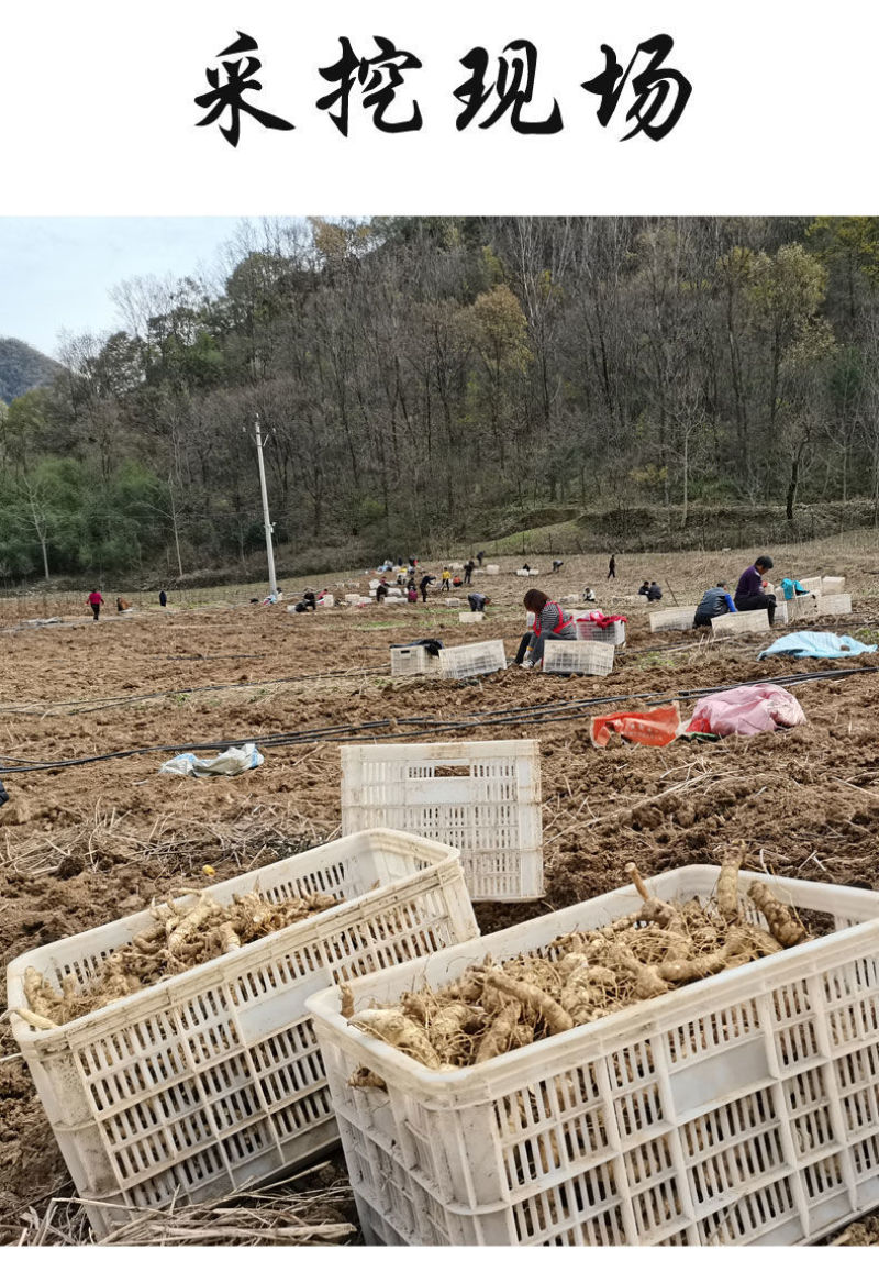 新鲜黄精现挖鸡头甜黄精老虎姜种植滋补药材黄金泡酒九蒸九晒