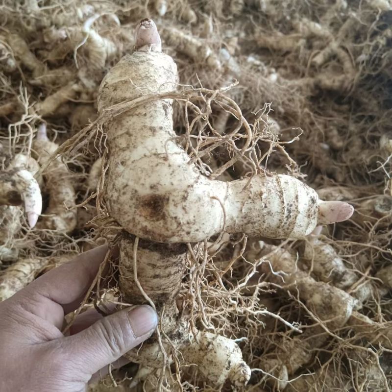 新鲜黄精现挖鸡头甜黄精老虎姜种植滋补药材黄金泡酒九蒸九晒
