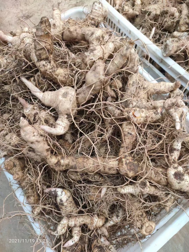 新鲜黄精现挖鸡头甜黄精老虎姜种植滋补药材黄金泡酒九蒸九晒