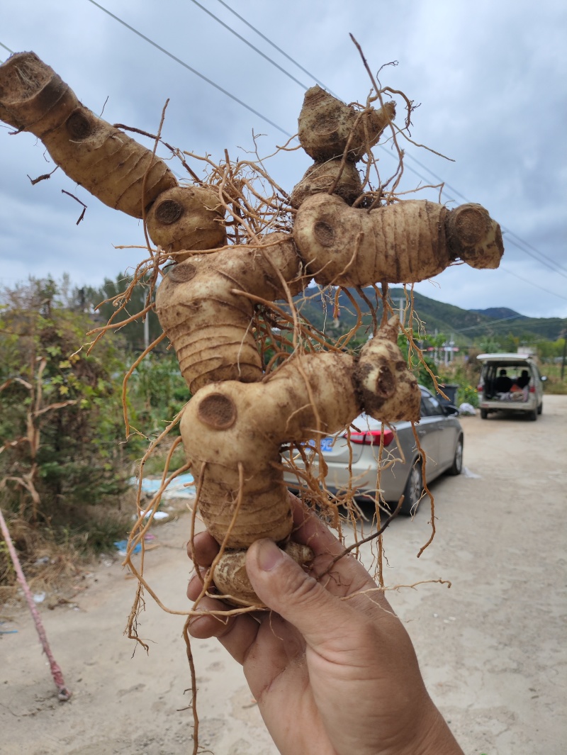 新鲜黄精现挖鸡头甜黄精老虎姜种植滋补药材黄金泡酒九蒸九晒