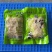 糯米笋农家自制野生嫩脆笋厂家直供质量保证欢迎订购