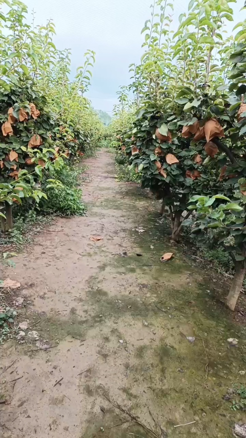 晚秋黄梨大量上市