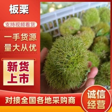 精品栗子栗仁常年供货，商超，批发市场、电商供货，厂家发货