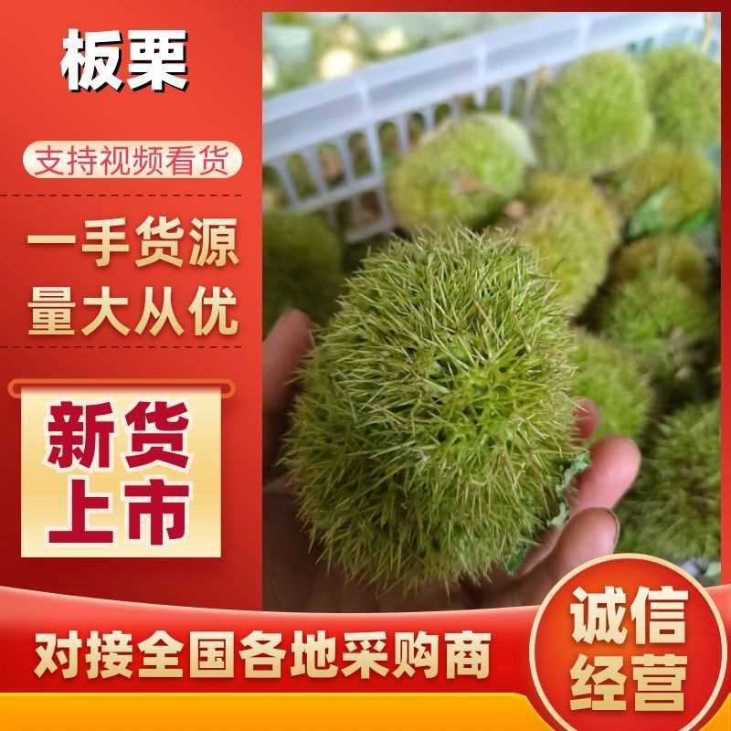 精品栗子栗仁常年供货，商超，批发市场、电商供货，厂家发货