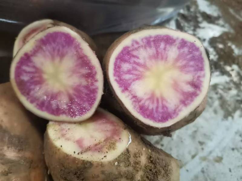 云南大理剑川七彩土豆