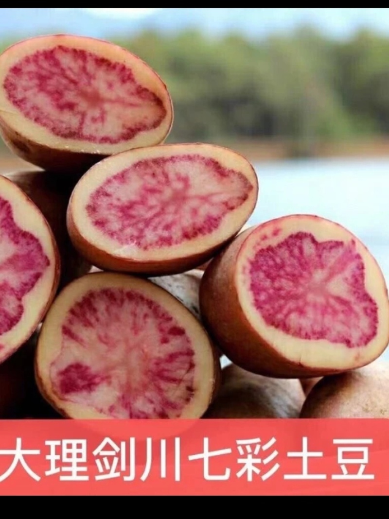 云南大理剑川七彩土豆
