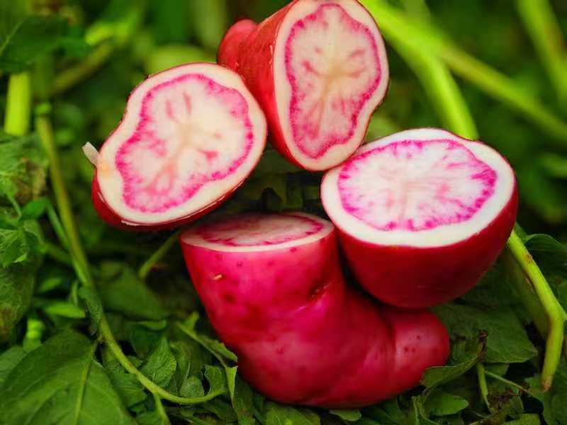 狼牙土豆产地分布图