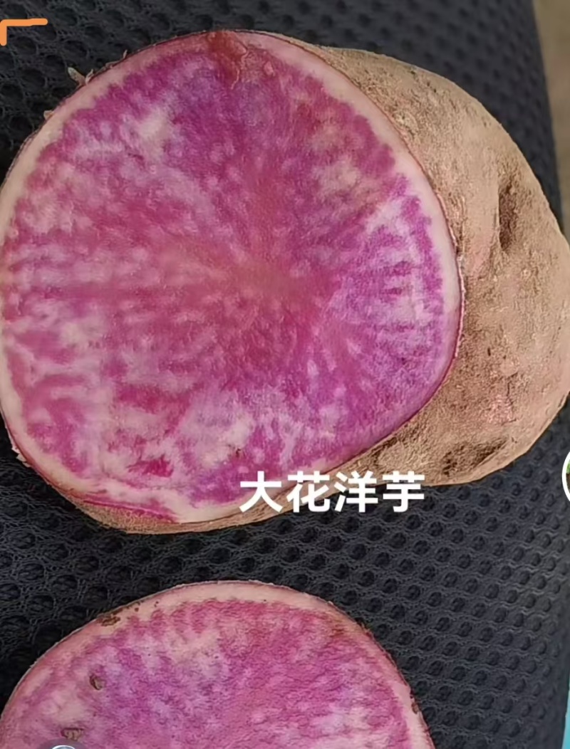 云南大理剑川七彩土豆