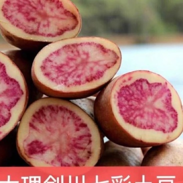 云南大理剑川七彩土豆