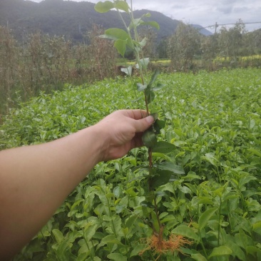 乌牛早，茶树苗，一年生苗，基地直发，欢迎订购，