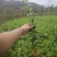 乌牛早，茶树苗，一年生苗，基地直发，欢迎订购，