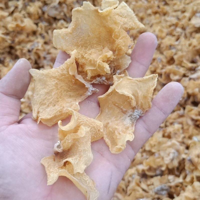 羊肚耳产地沙耳种植场产地无黑根子无杂质精品好货大量现货