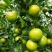皇帝柑广西平南皇帝柑大量现货,规格齐全,对接全国电商市场