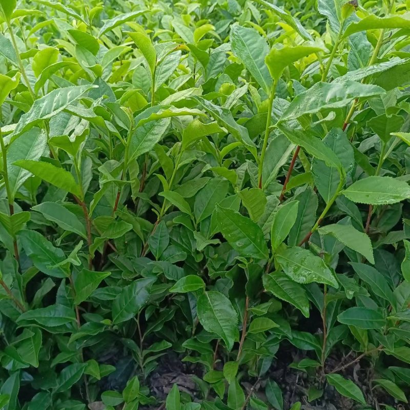 乌牛早，茶树苗，一年生苗，基地直发，欢迎订购，