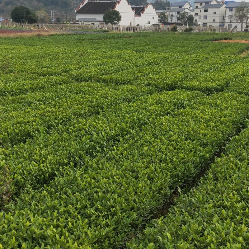 乌牛早，茶树苗，一年生苗，基地直发，欢迎订购，