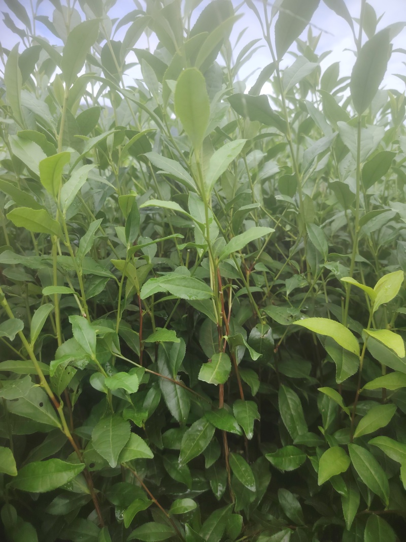 乌牛早，茶树苗，一年生苗，基地直发，欢迎订购，