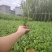 乌牛早，茶树苗，一年生苗，基地直发，欢迎订购，